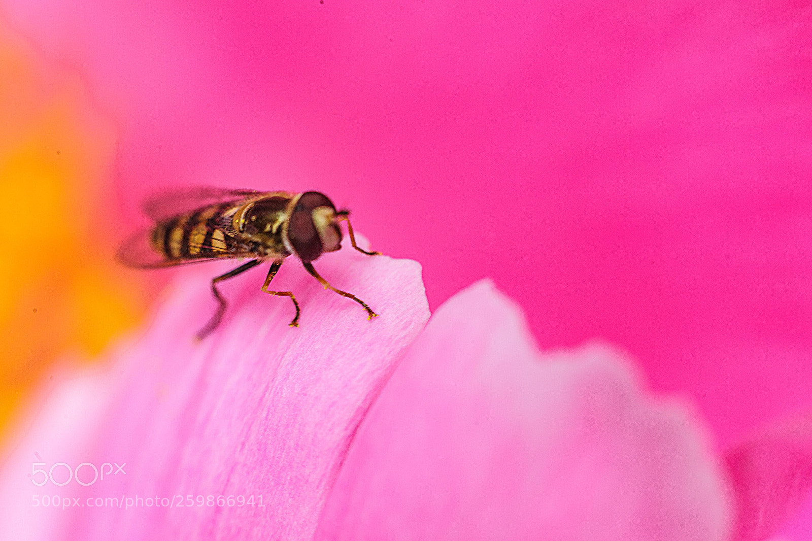 Canon EOS 5D Mark II sample photo. 蜜蜂 photography