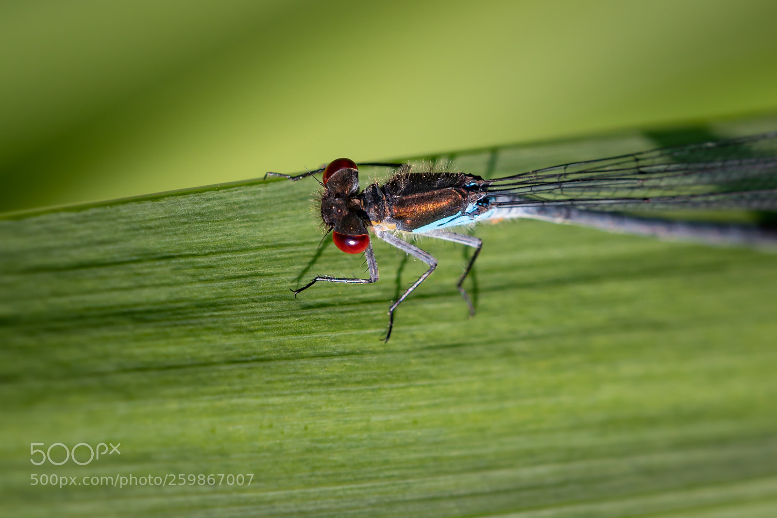 Canon EOS 77D (EOS 9000D / EOS 770D) sample photo. Gro es granatauge photography