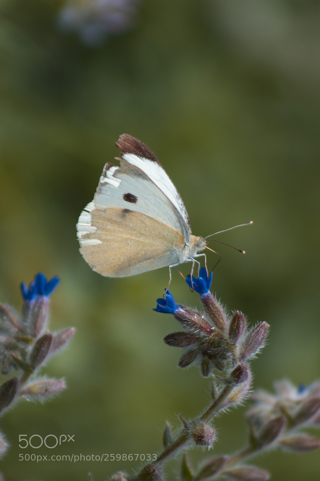 Canon EOS 600D (Rebel EOS T3i / EOS Kiss X5) sample photo. Butterfly photography