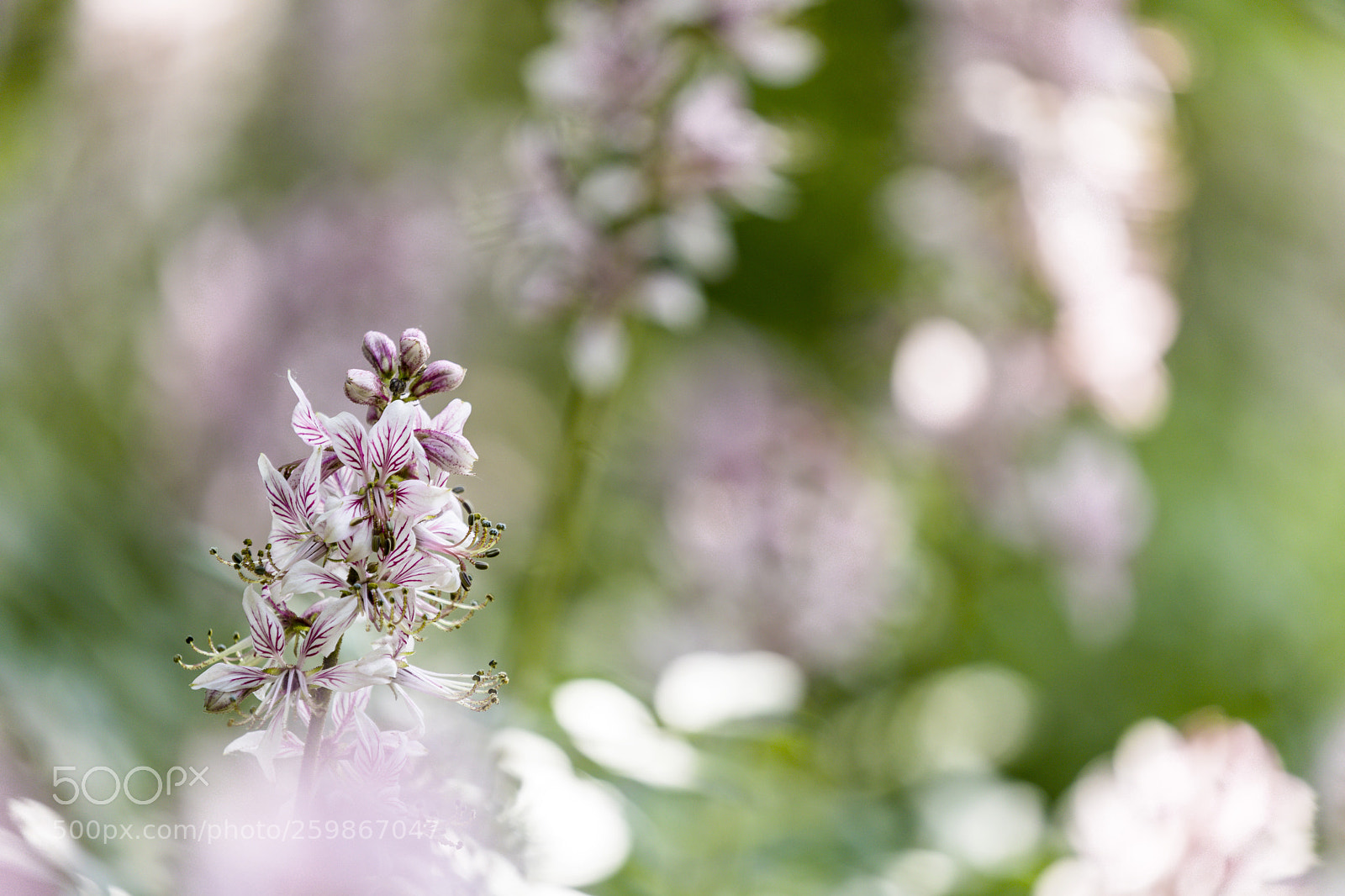 Canon EOS 5D Mark IV sample photo. Gas plant (dictamnus albus) photography