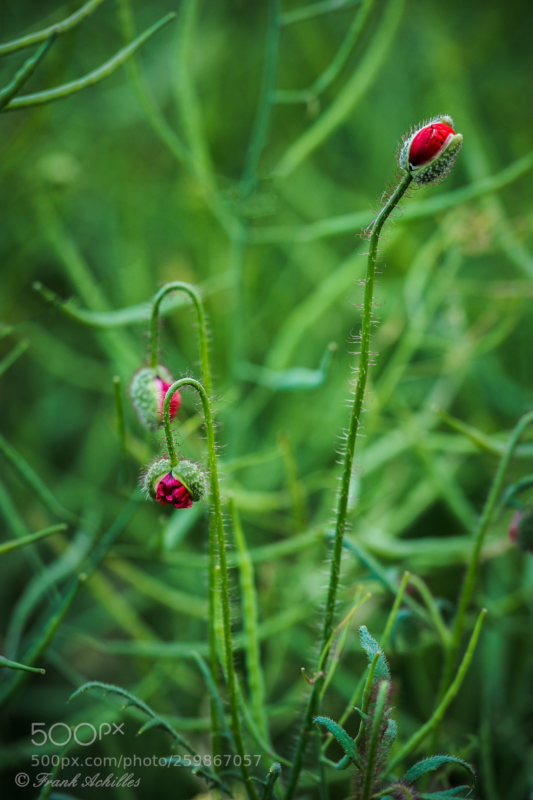 Nikon D7200 sample photo. Closed photography