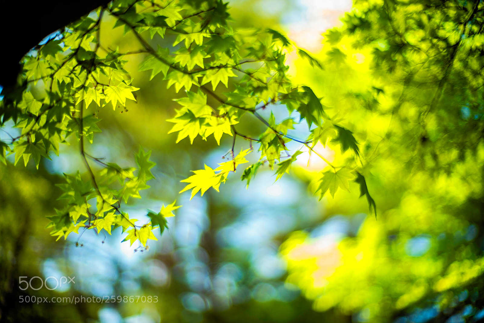 Leica M (Typ 240) sample photo. May breeze photography