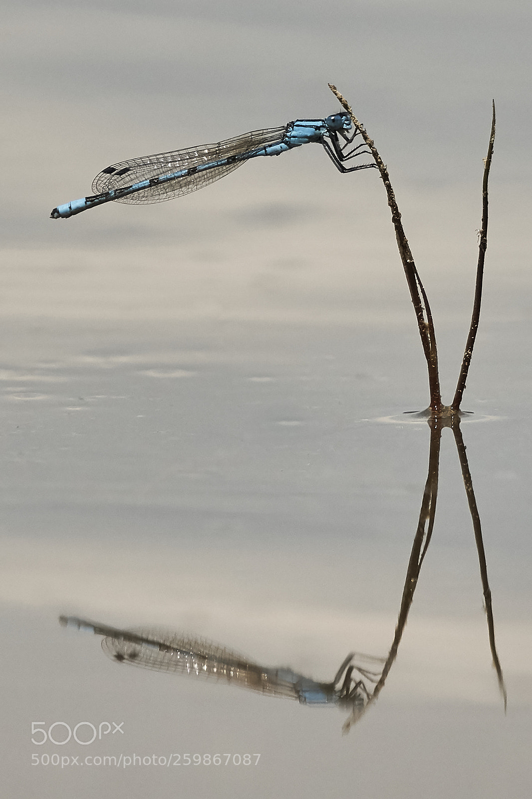 Sony a6000 sample photo. Blue dragon photography