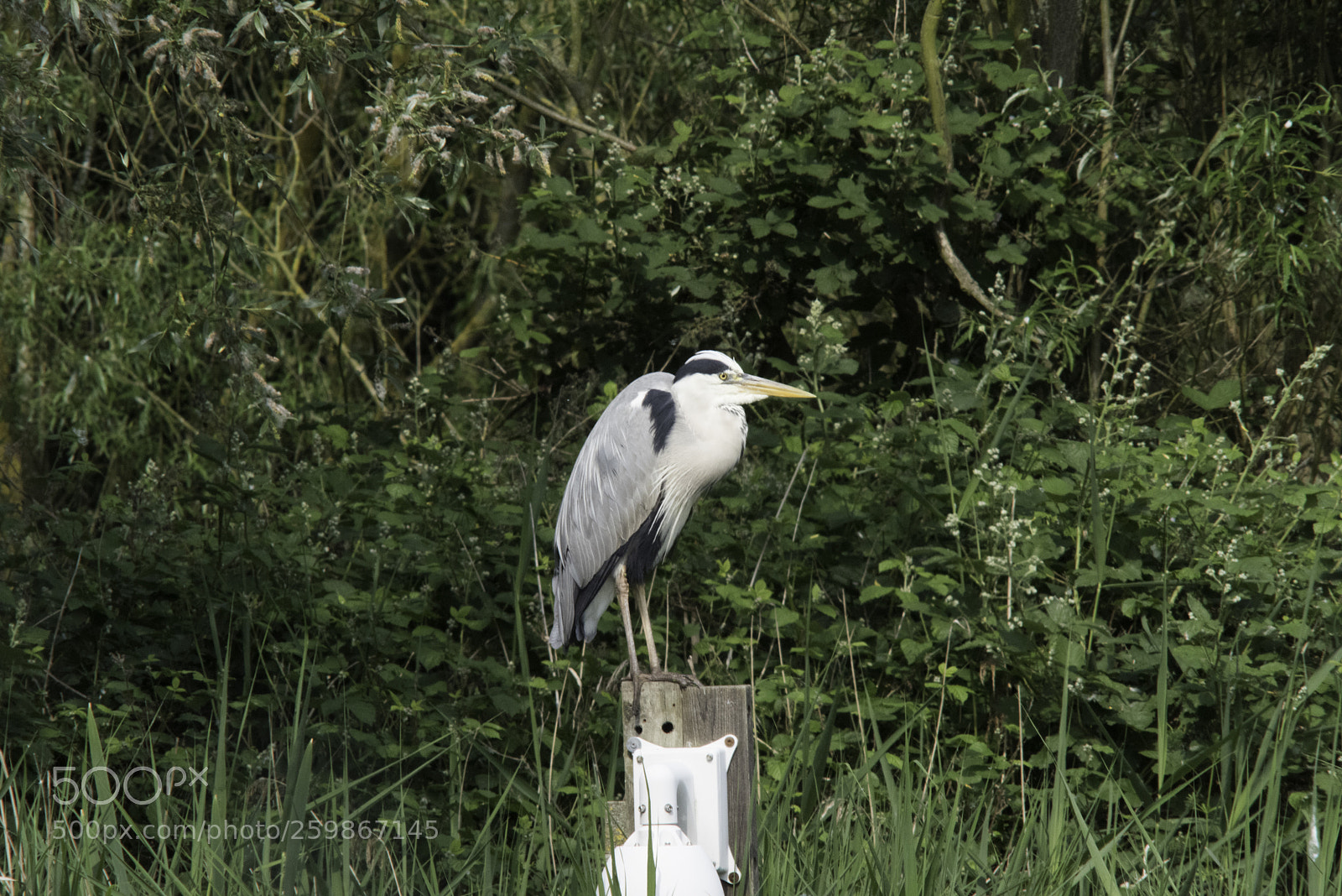 Nikon D810 sample photo. Rye meads birdwatching may photography