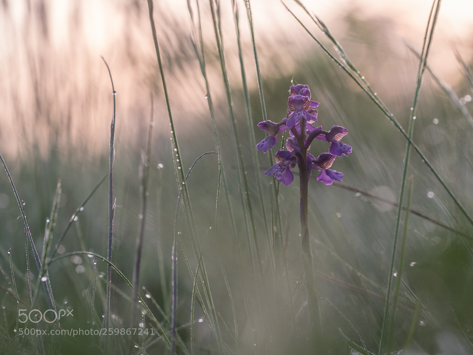Olympus OM-D E-M5 II sample photo. Hidden in the middle photography