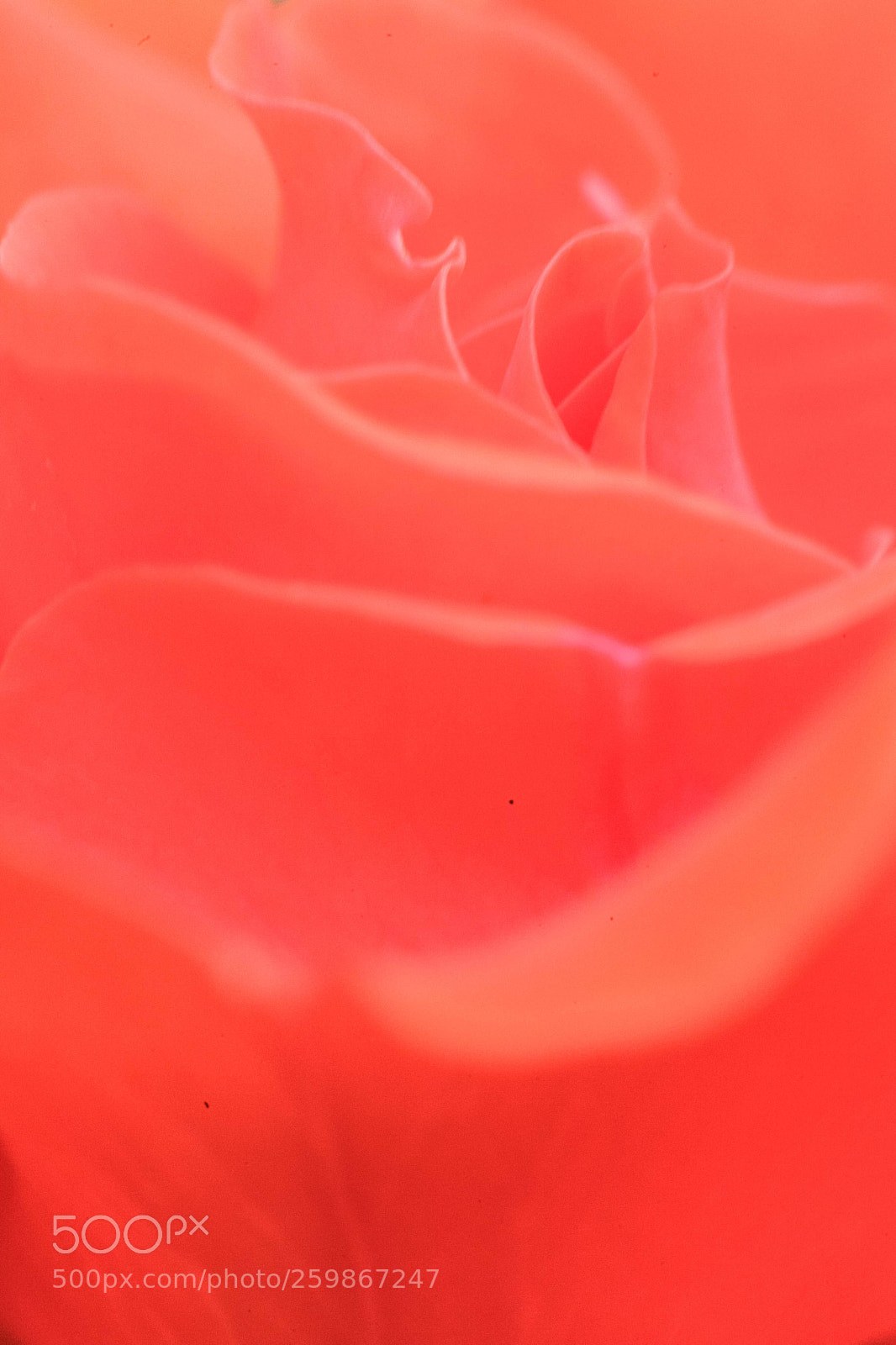 Canon EOS 5D Mark II sample photo. 曲线 photography