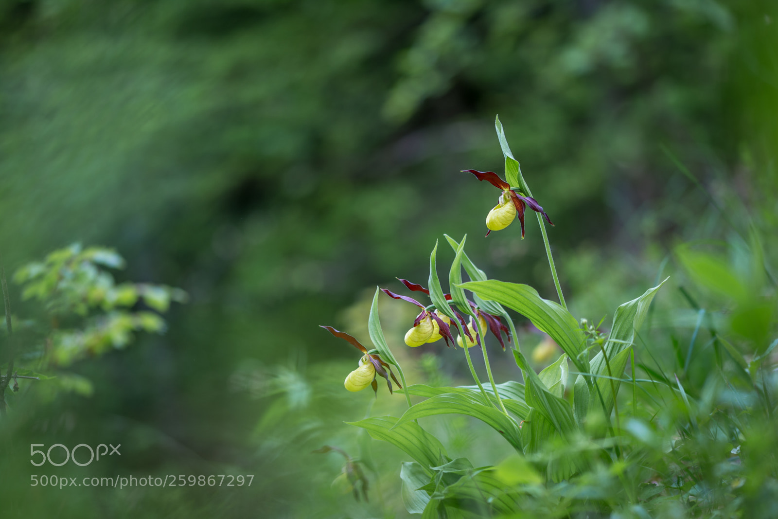 Nikon D7100 sample photo. Sabot de venus photography
