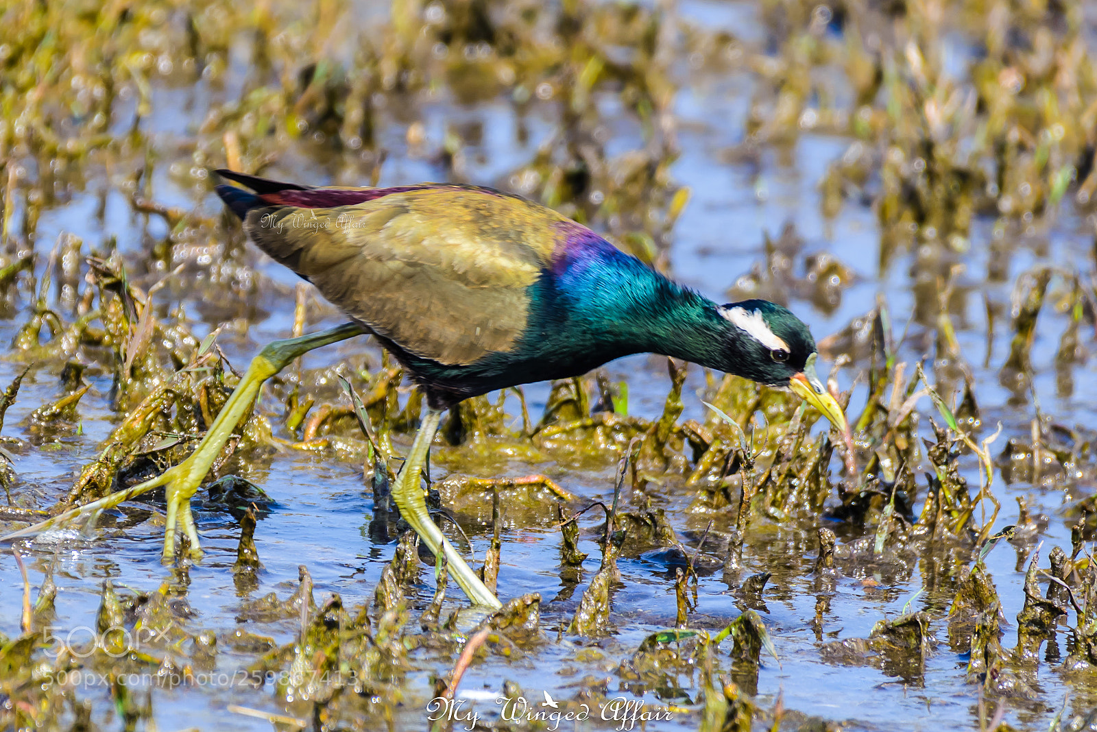 Nikon D610 sample photo. Bronze winged jacana photography