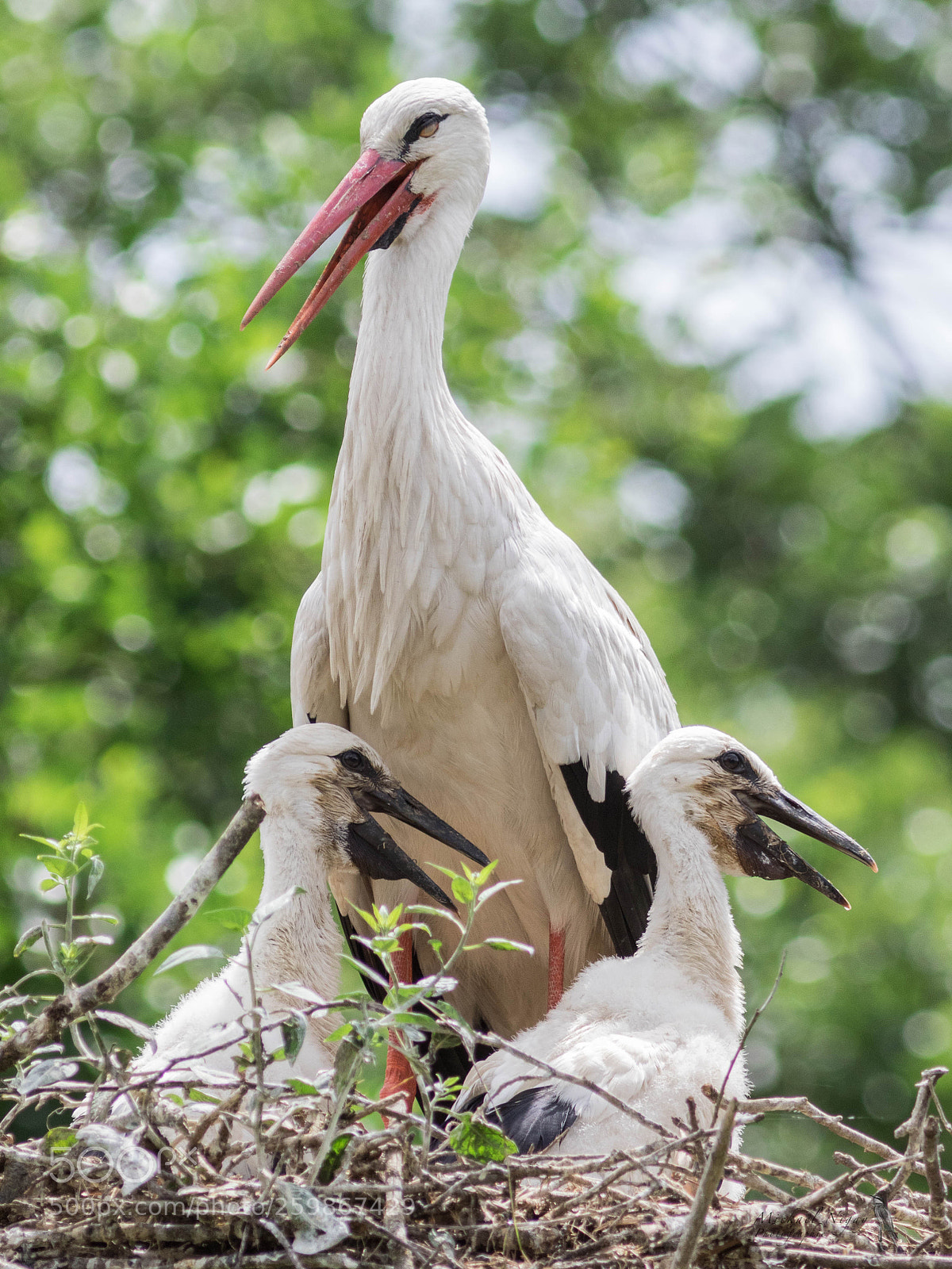 Canon EOS 7D Mark II sample photo. M re cigogne et photography