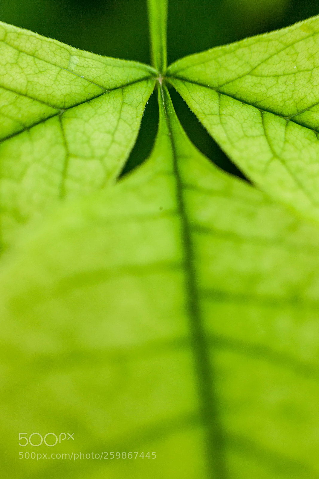 Canon EOS 5D Mark II sample photo. 绿叶 photography