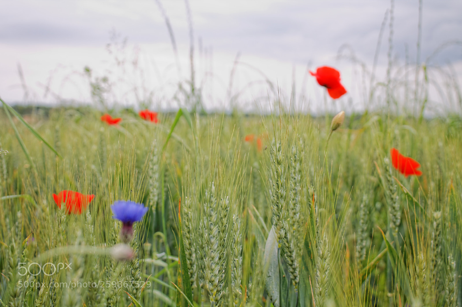 Canon EOS 1100D (EOS Rebel T3 / EOS Kiss X50) sample photo. ... photography