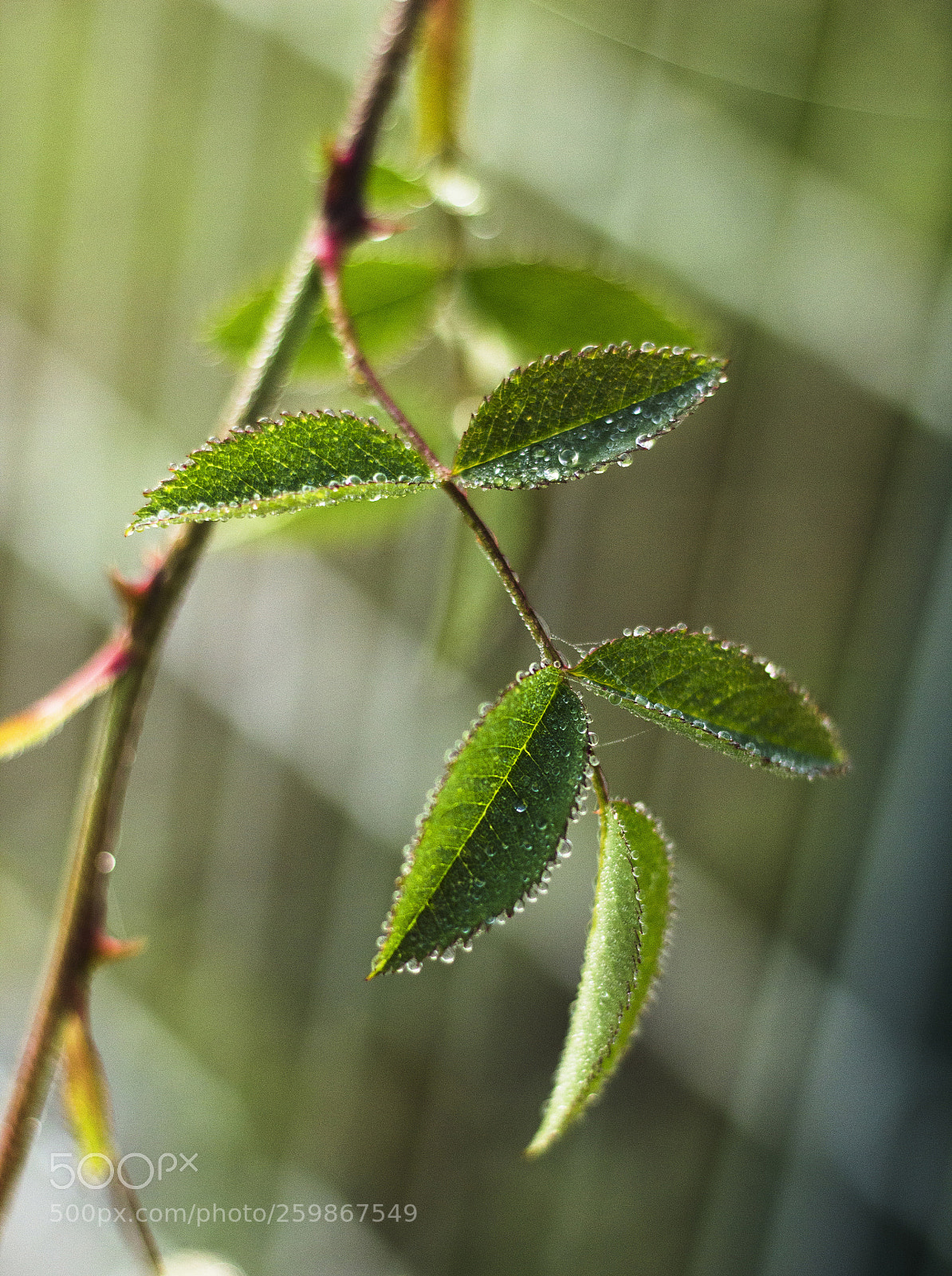 Canon EOS 600D (Rebel EOS T3i / EOS Kiss X5) sample photo. Shy photography
