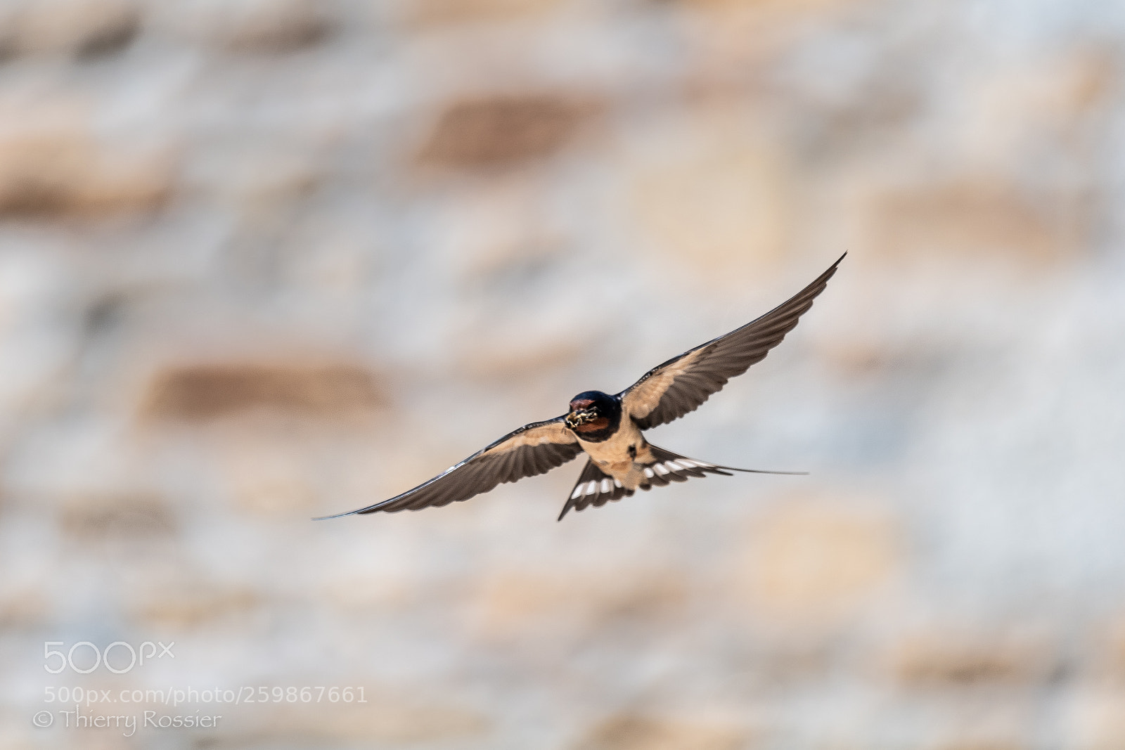 Nikon D5 sample photo. Barn swallow and bee... photography