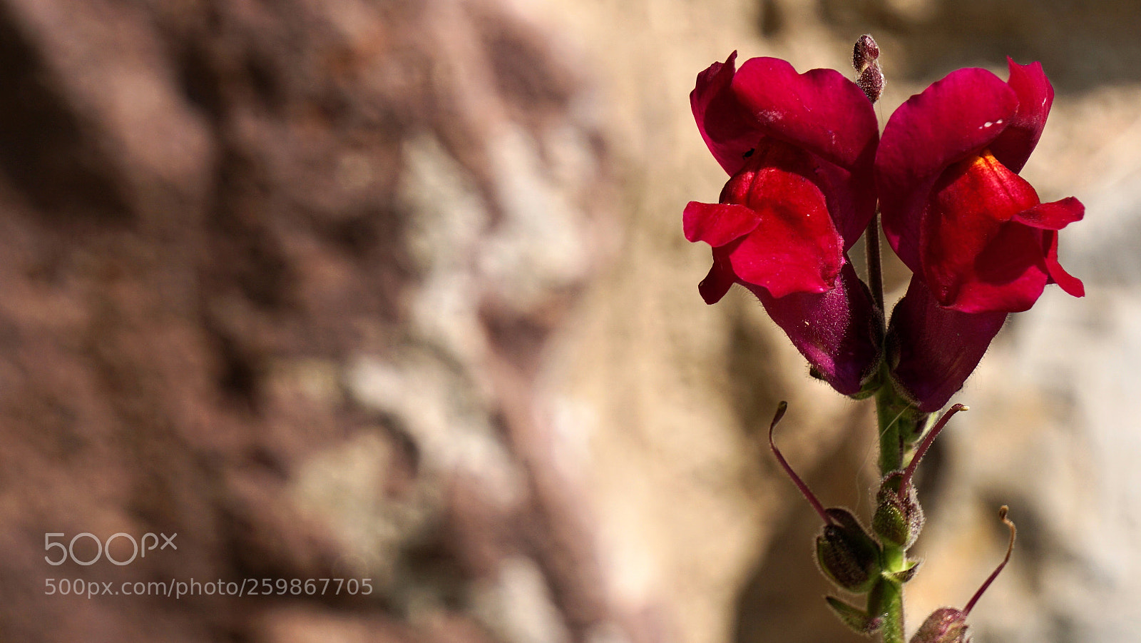 Sony a6000 sample photo. Together photography