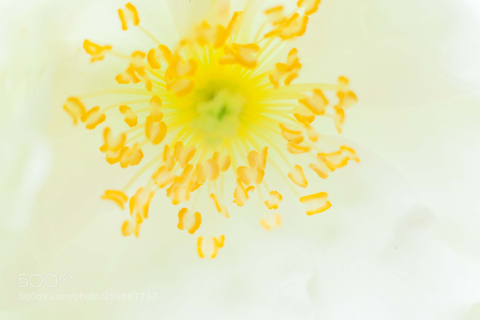 Canon EOS 5D Mark II sample photo. 花芯 photography