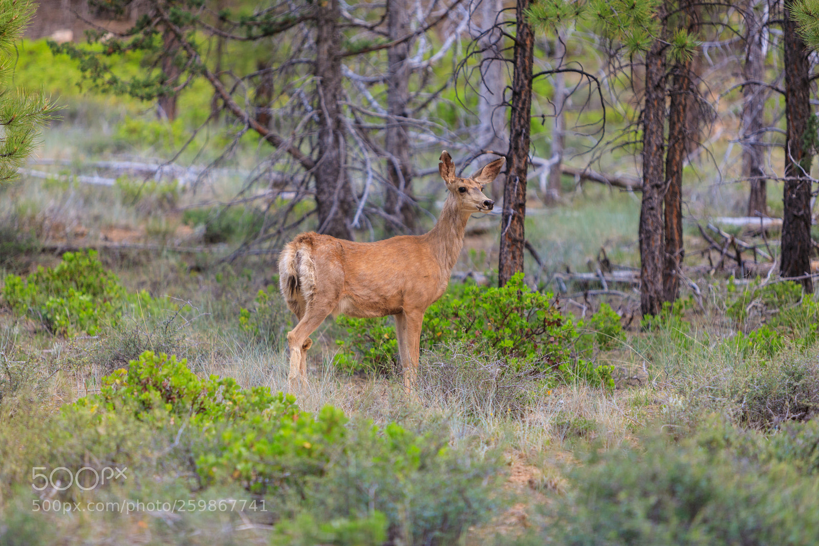 Canon EOS 5D Mark IV sample photo. Bryce canyon national park 2640 photography