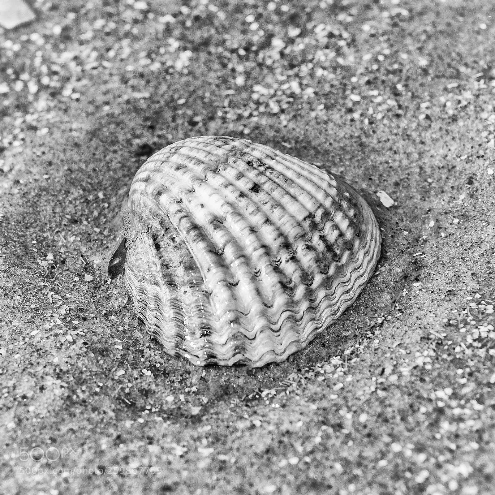 Nikon D810 sample photo. Natural -sea shell at photography