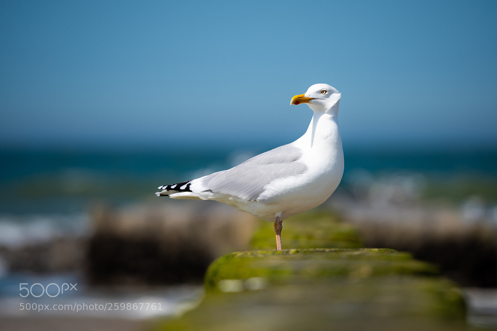 Nikon D810 sample photo. Sea gull photography