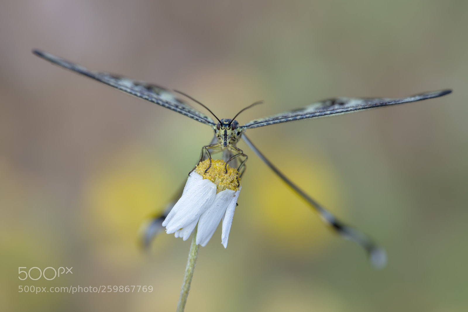 Nikon D850 sample photo. Preparando el vuelo photography