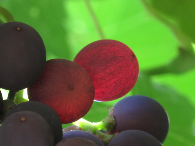 Canon PowerShot G10 sample photo. Red grapes photography