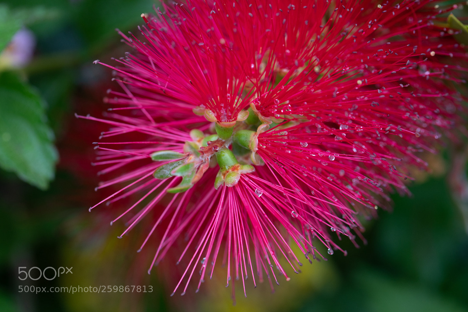 Canon EOS 6D Mark II sample photo. Rince-bouteille photography