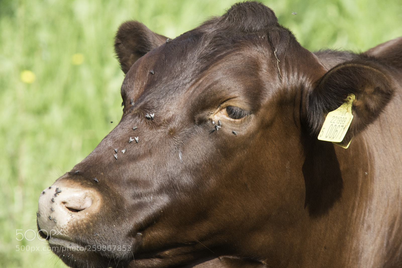 Nikon D810 sample photo. Cow photography