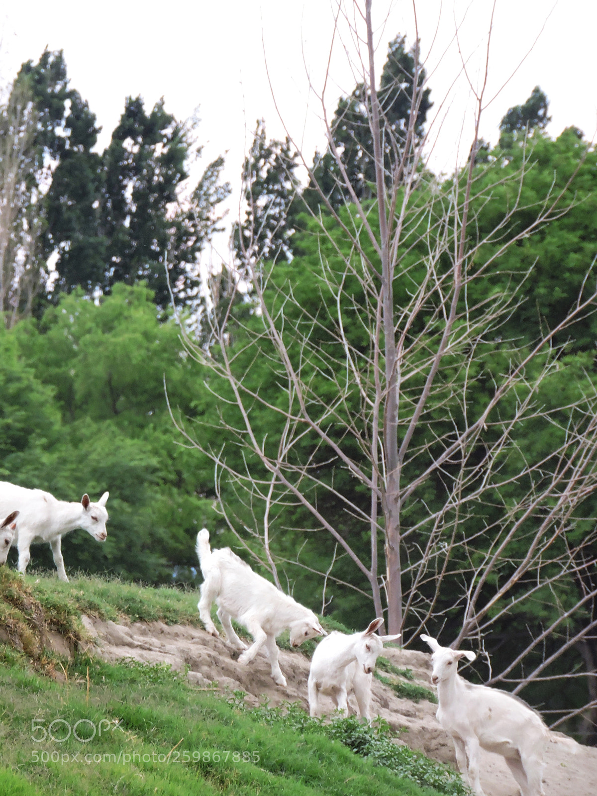 Nikon Coolpix P530 sample photo. Goats playing photography