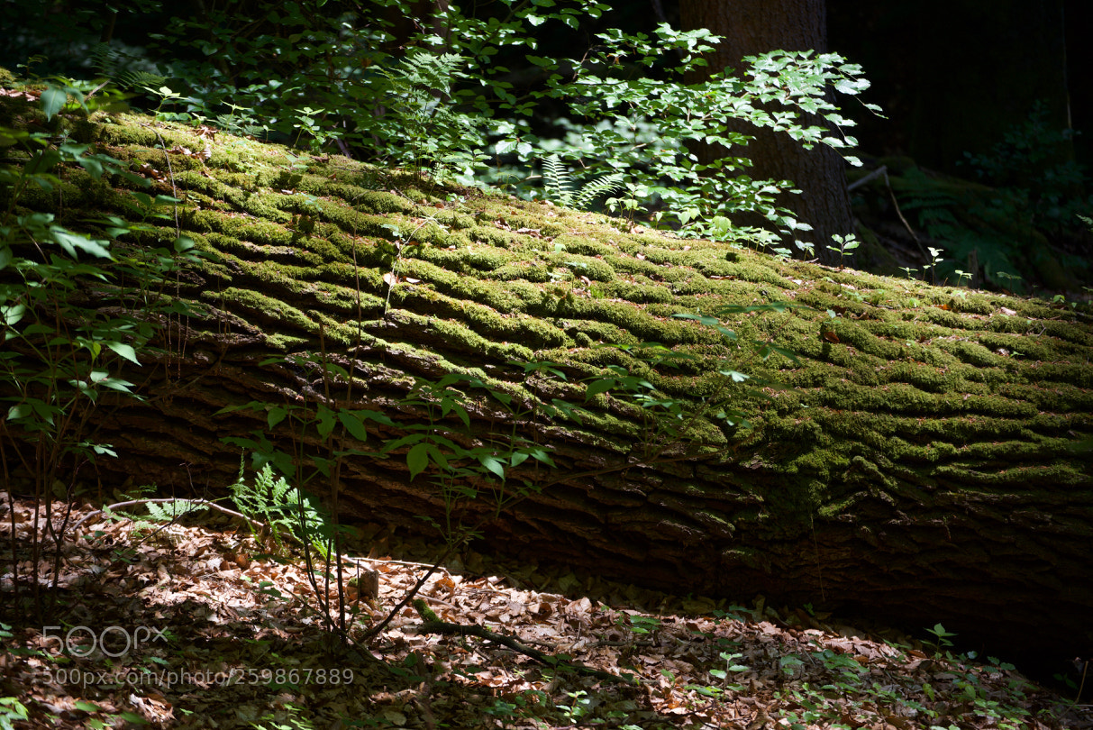 Nikon D750 sample photo. Wartburgblick nach der s photography