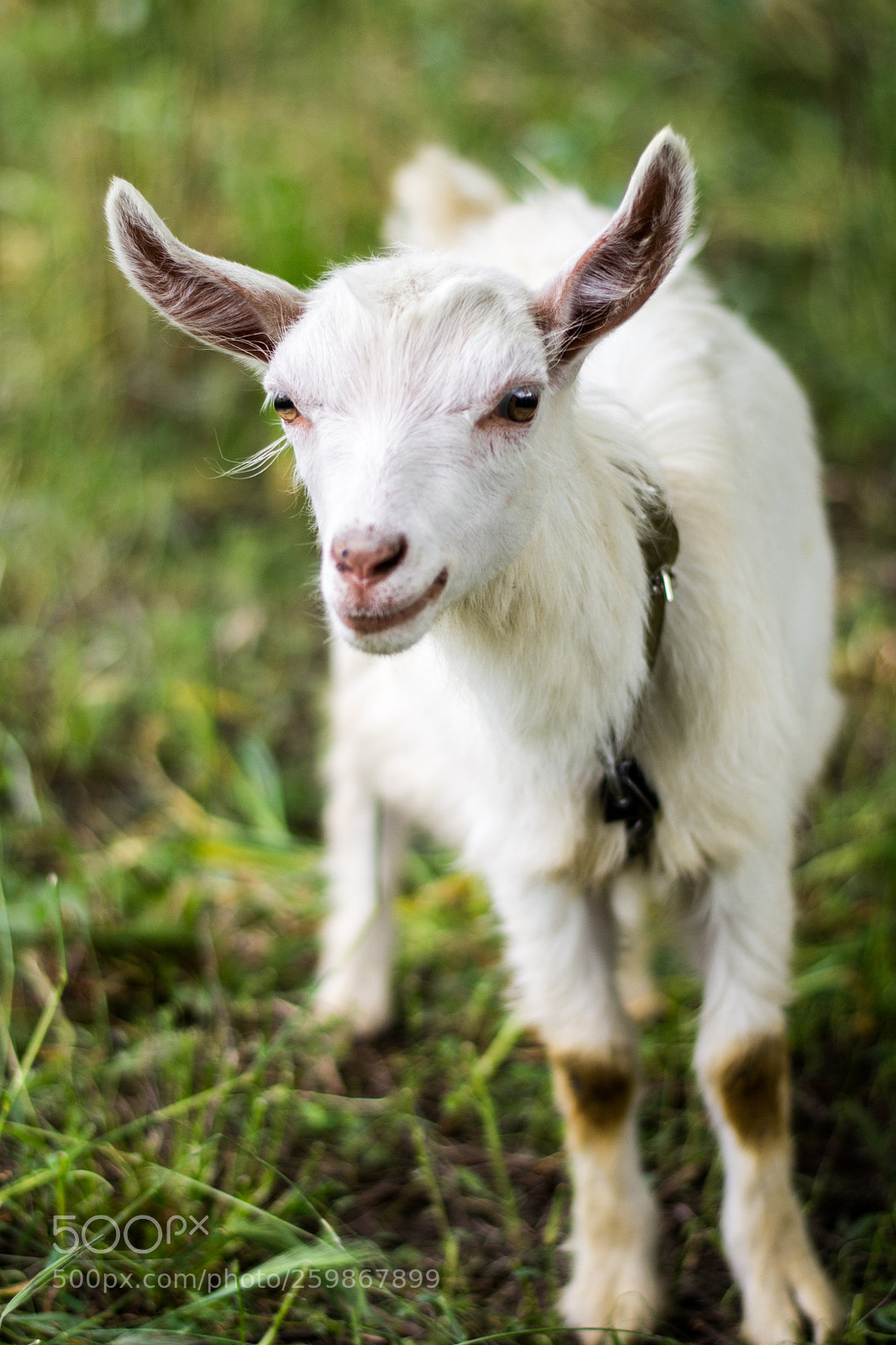 Nikon D3100 sample photo. Goat photography