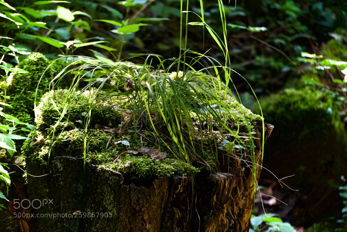Nikon D750 sample photo. Wartburgblick nach der s photography