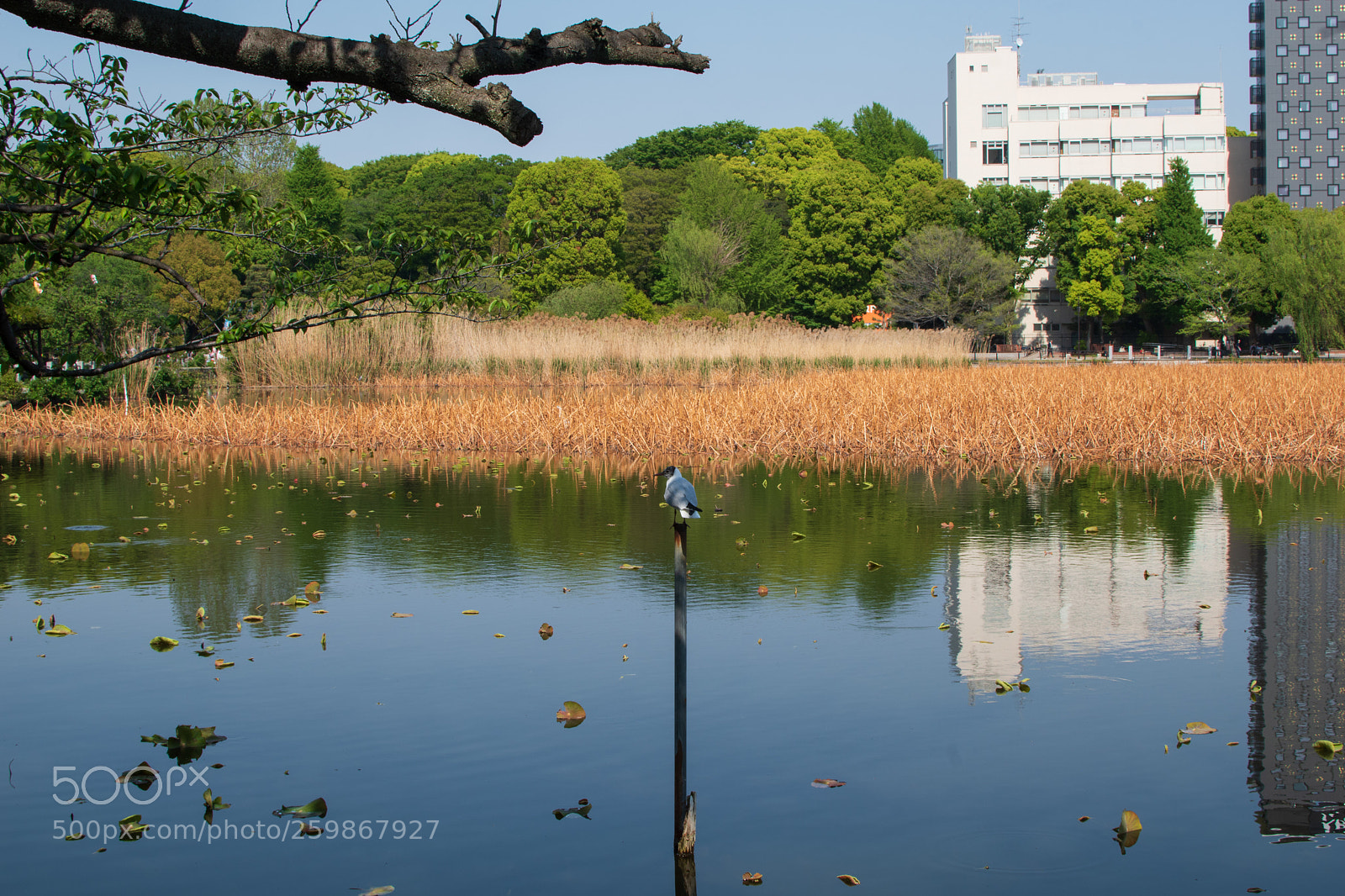 Nikon D5500 sample photo. Break time photography