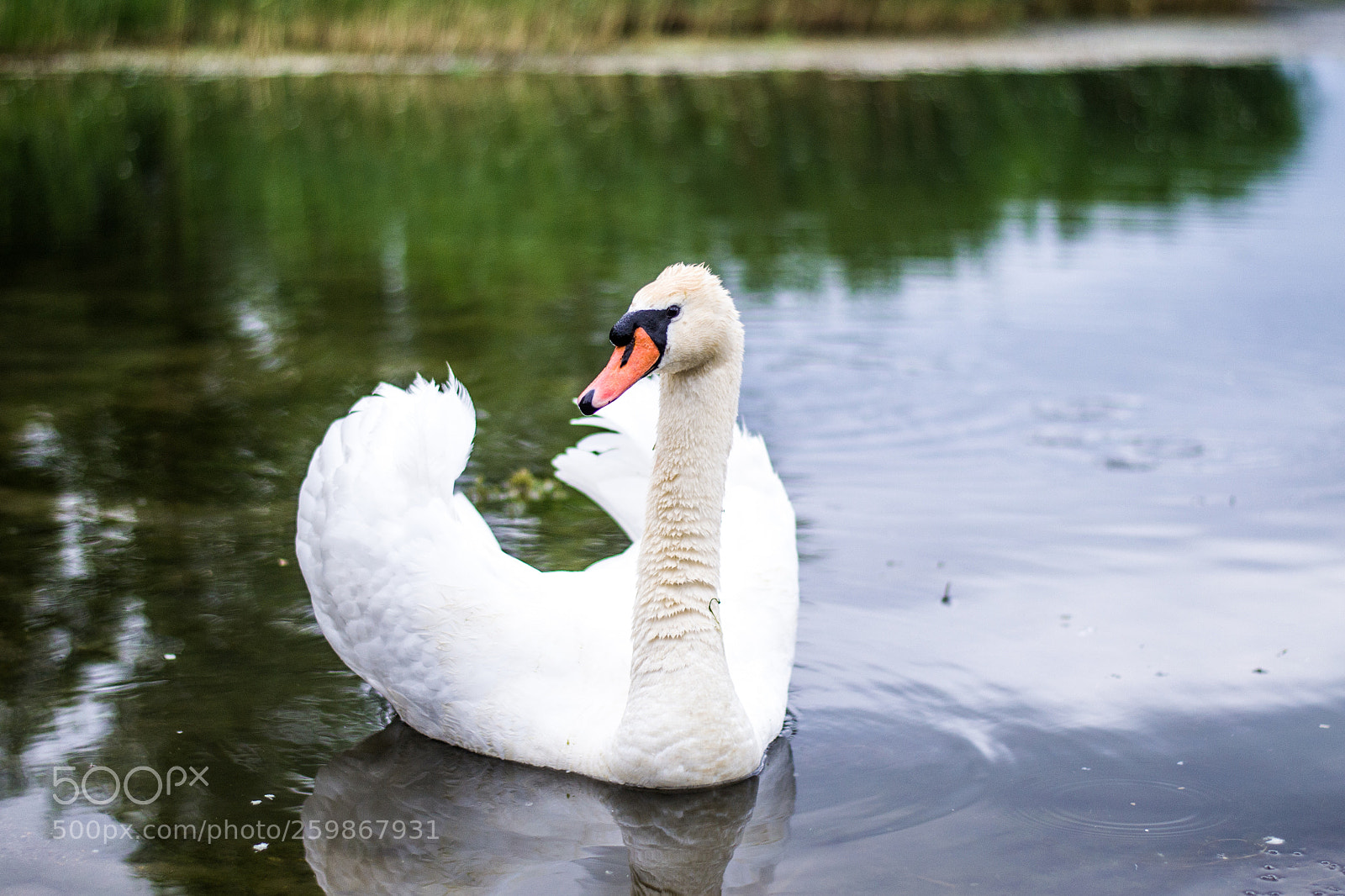 Nikon D3100 sample photo. Swan photography
