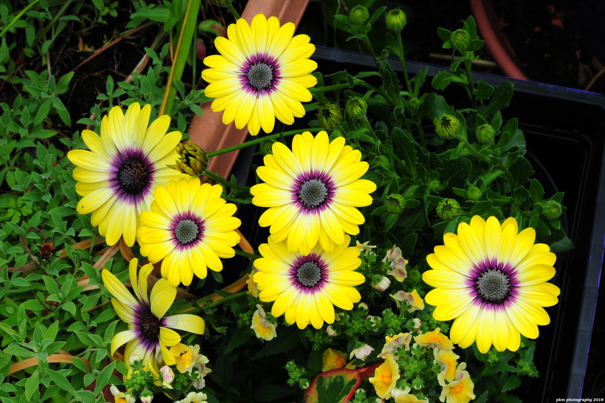 Nikon D700 sample photo. Osteospermum photography