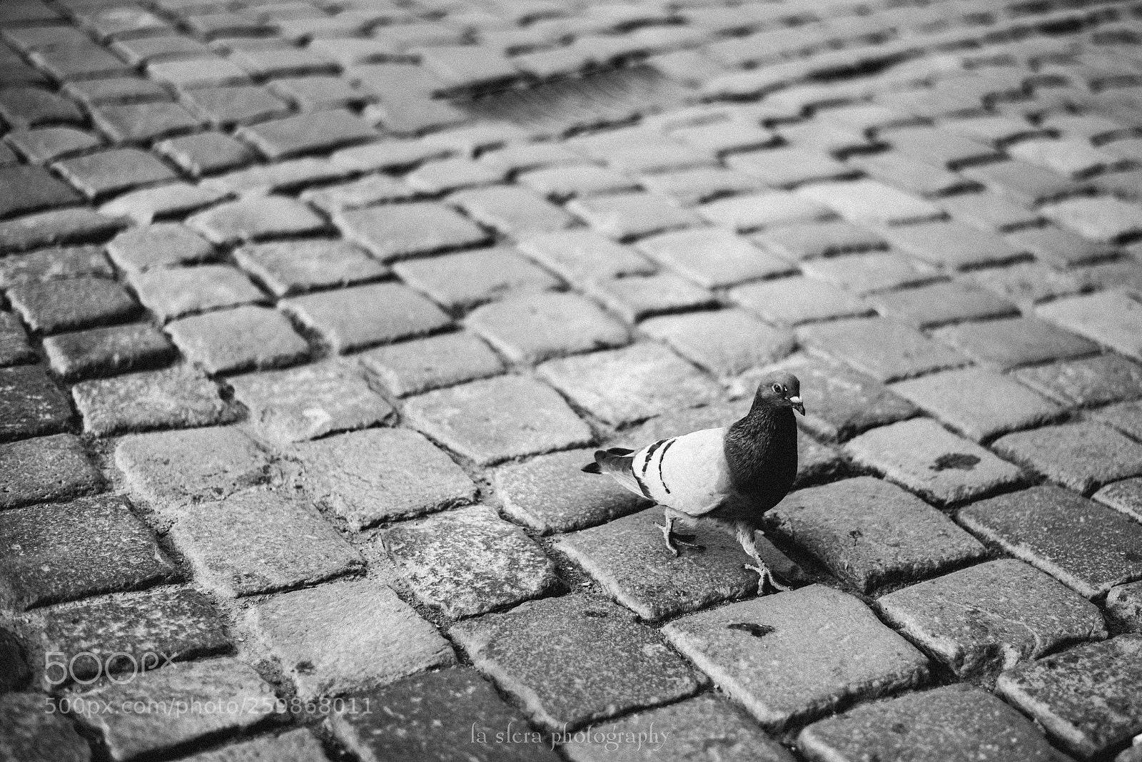 Nikon D750 sample photo. - sunday stroll. // photography