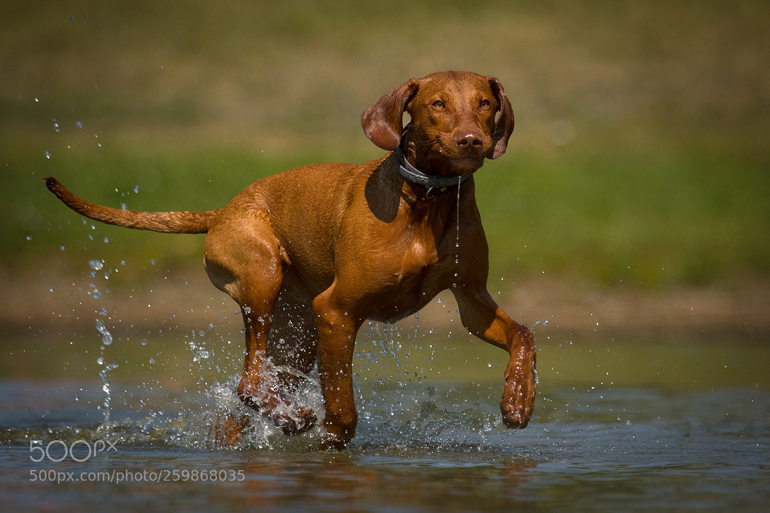 Canon EOS 7D Mark II sample photo. Dog photography
