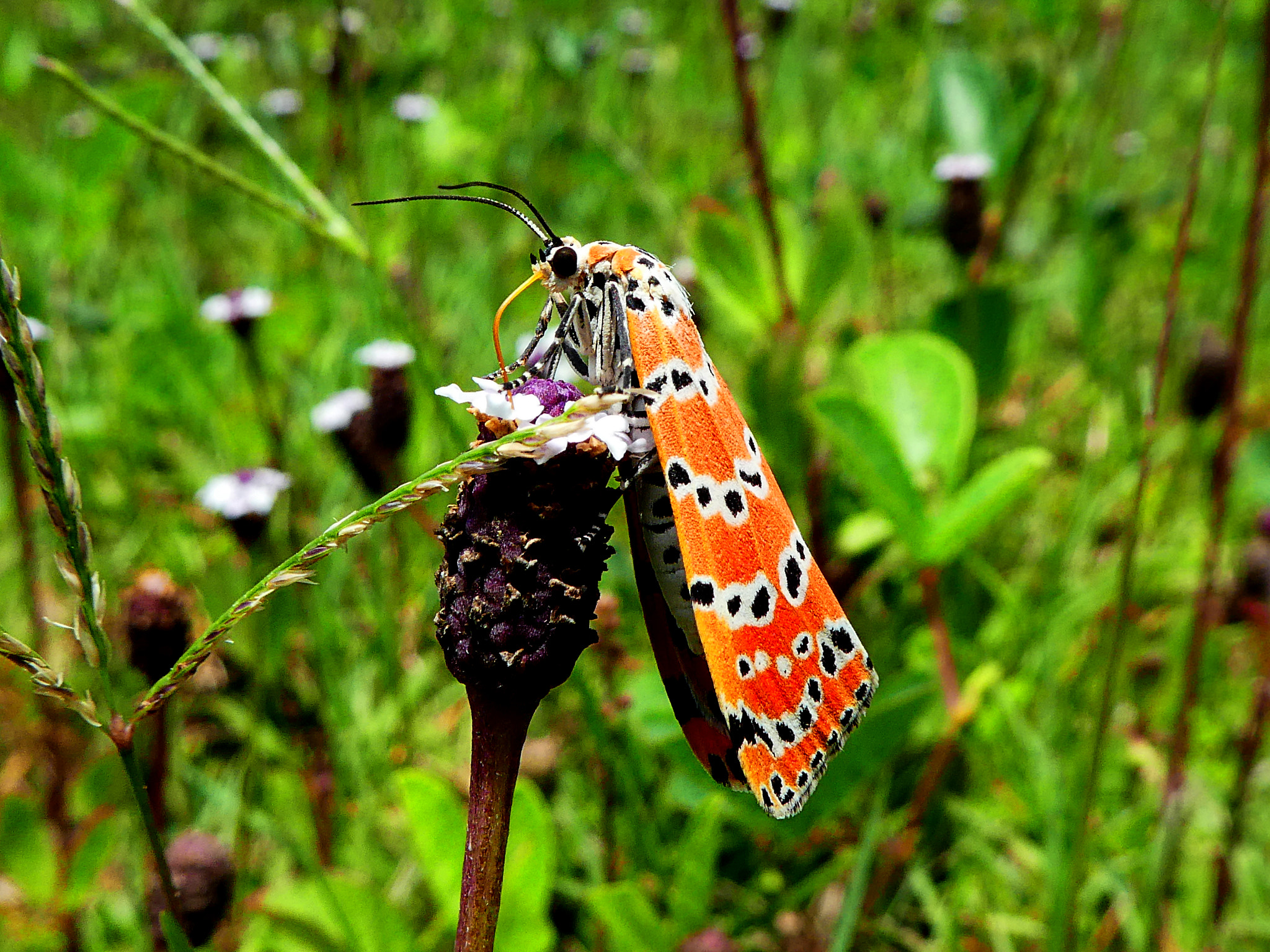 Panasonic DMC-ZS60 sample photo. Utetheisa ornatrix photography