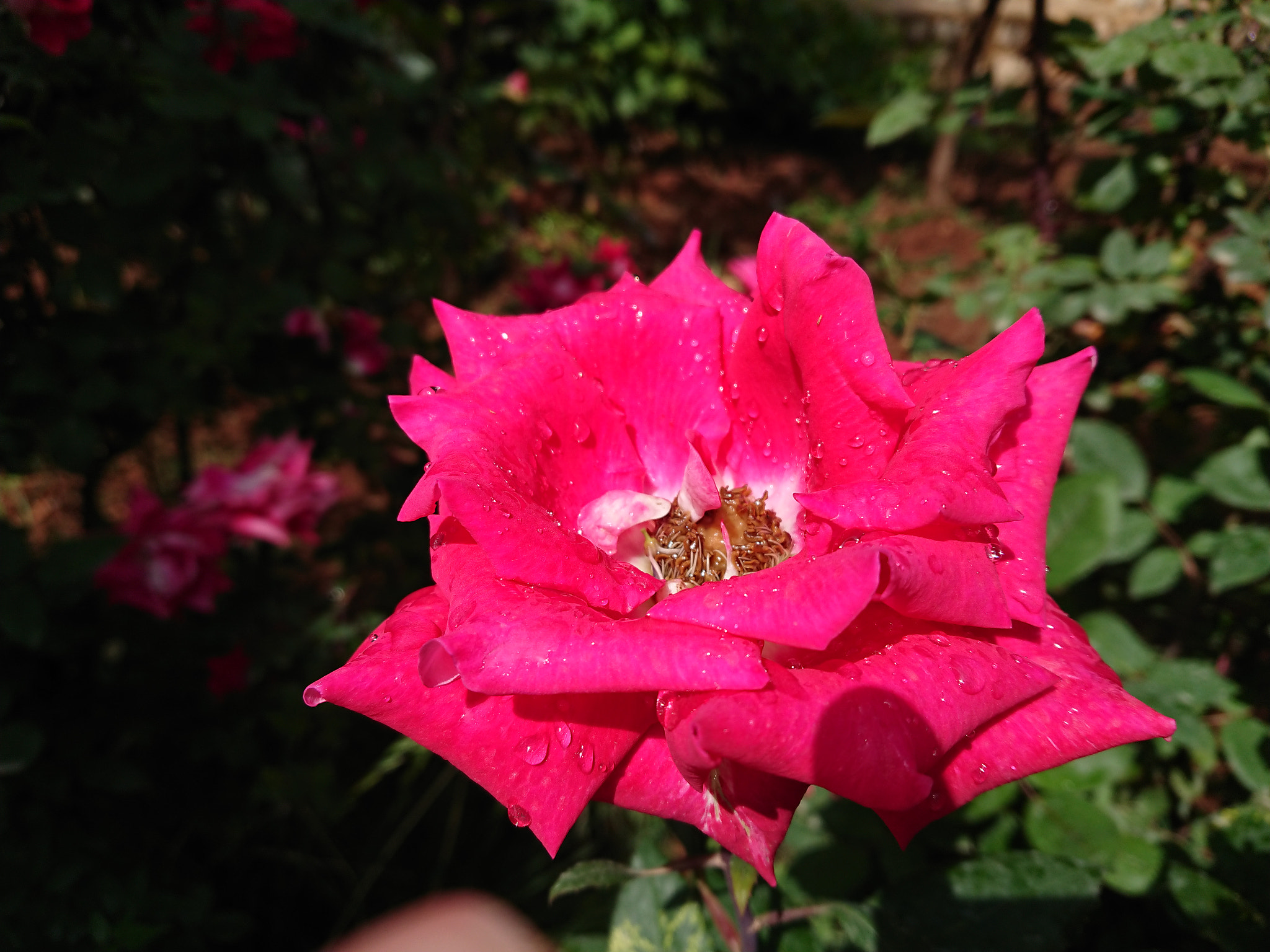 Sony Xperia XZ Premium sample photo. Dsc photography