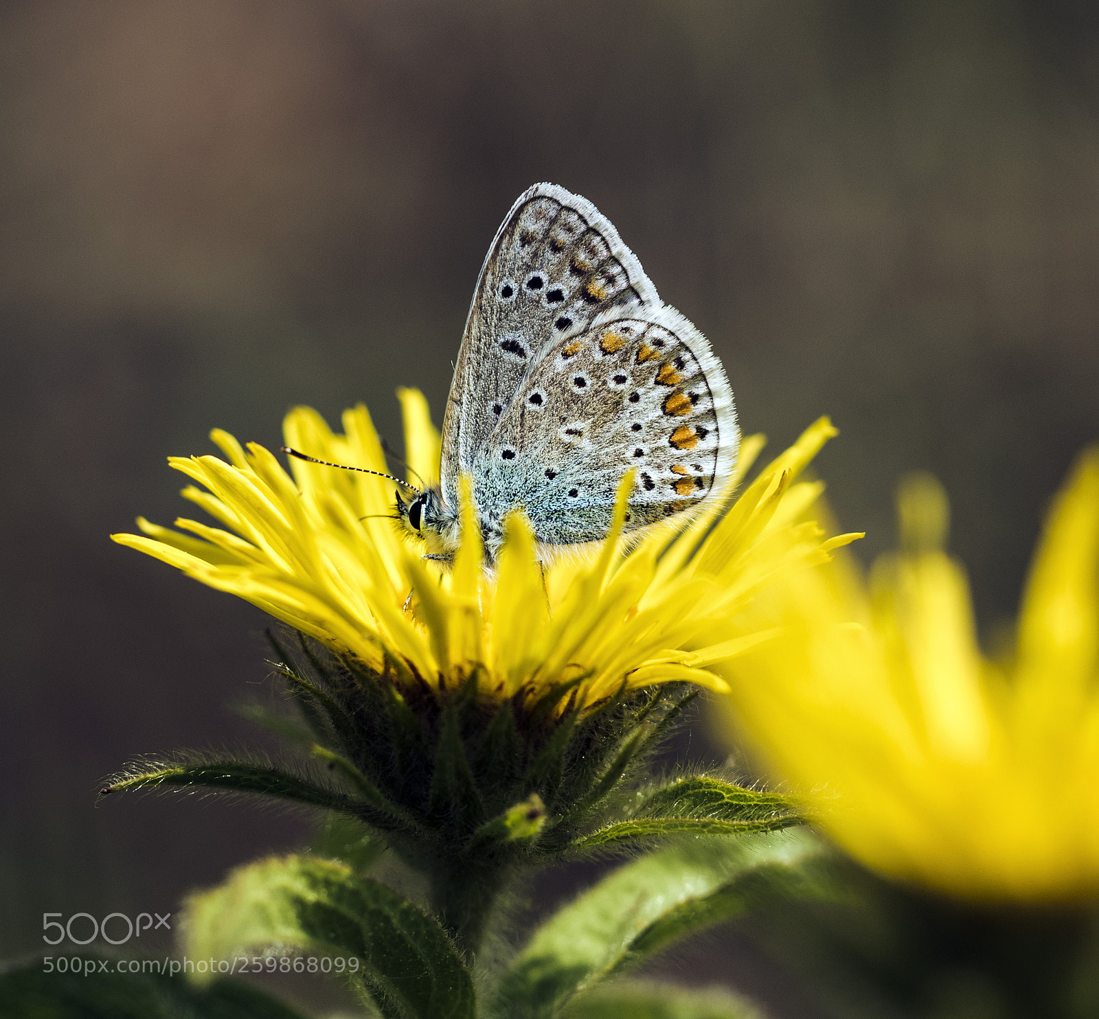 Canon EOS 7D Mark II sample photo. Blue butterfly on yellow photography