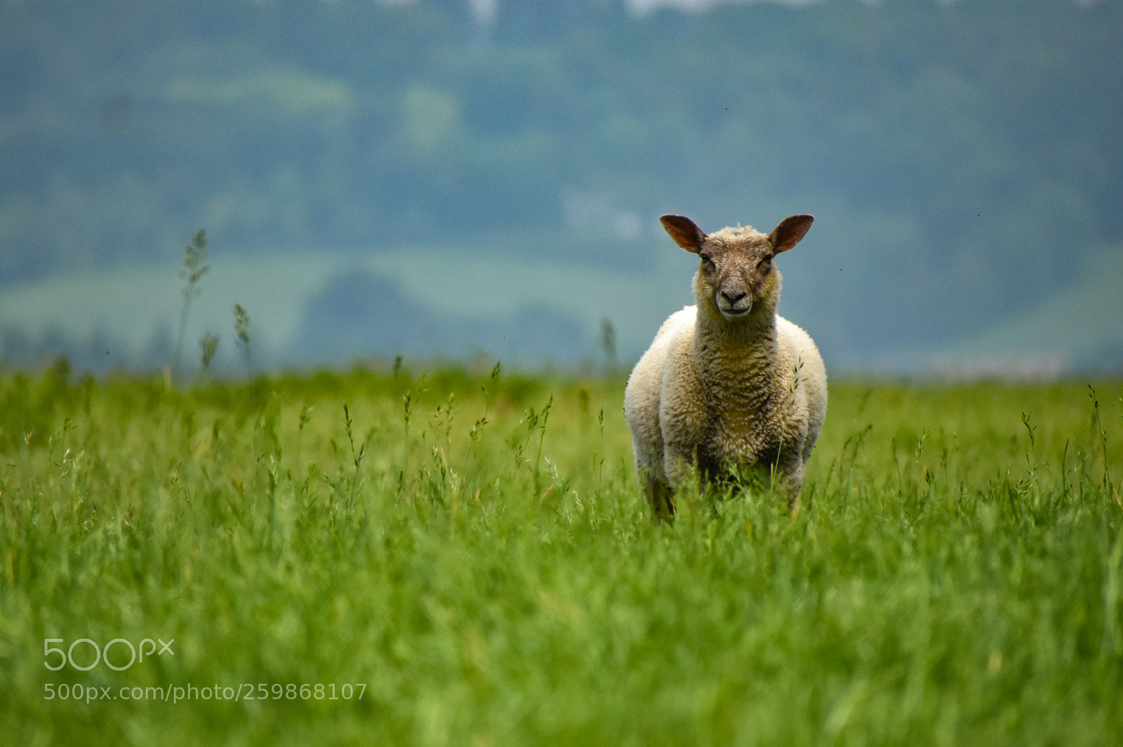 Nikon D3400 sample photo. Sheep photography