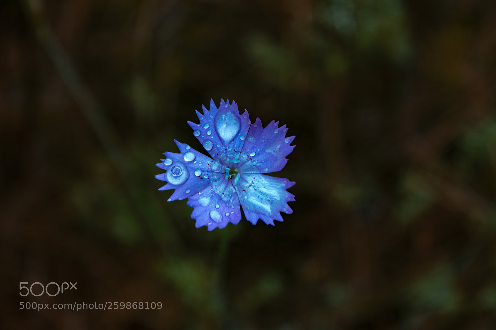 Canon EOS 600D (Rebel EOS T3i / EOS Kiss X5) sample photo. Flower photography