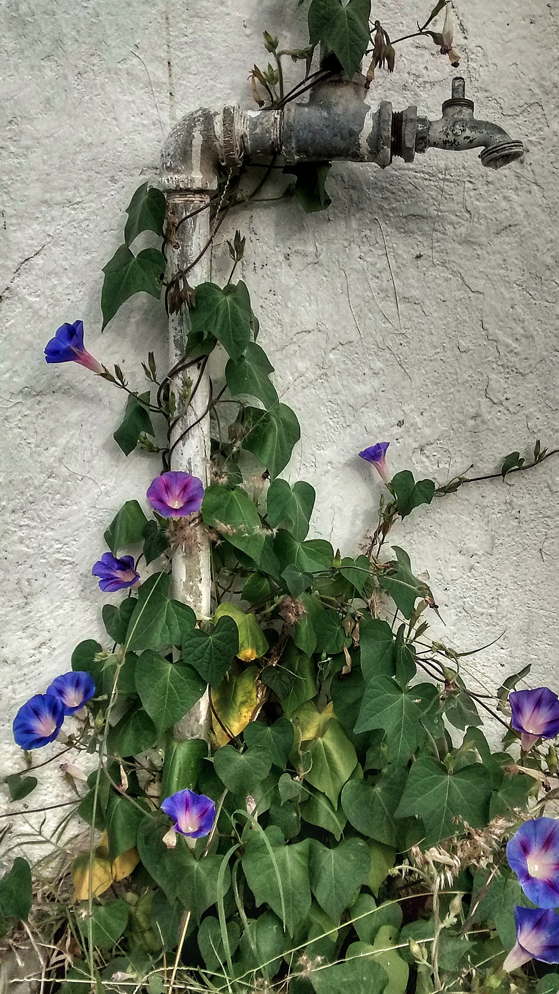 Motorola XT1032 sample photo