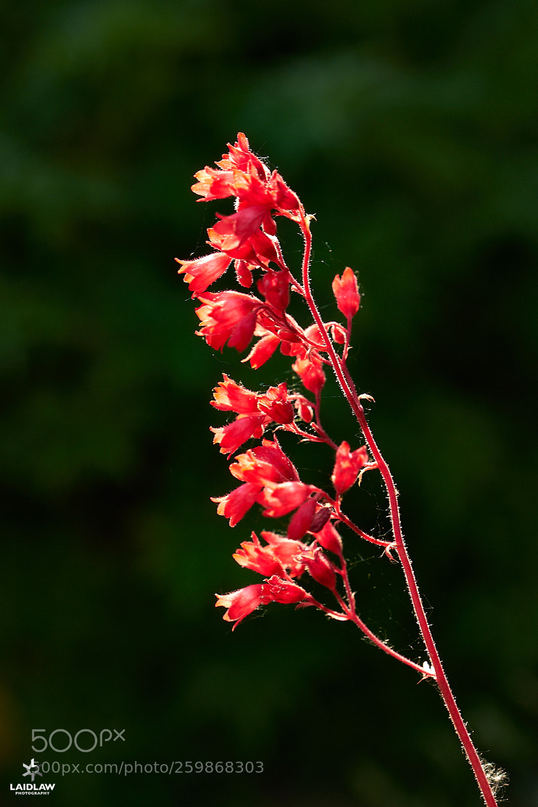 Fujifilm X-T2 sample photo. Heuchera photography