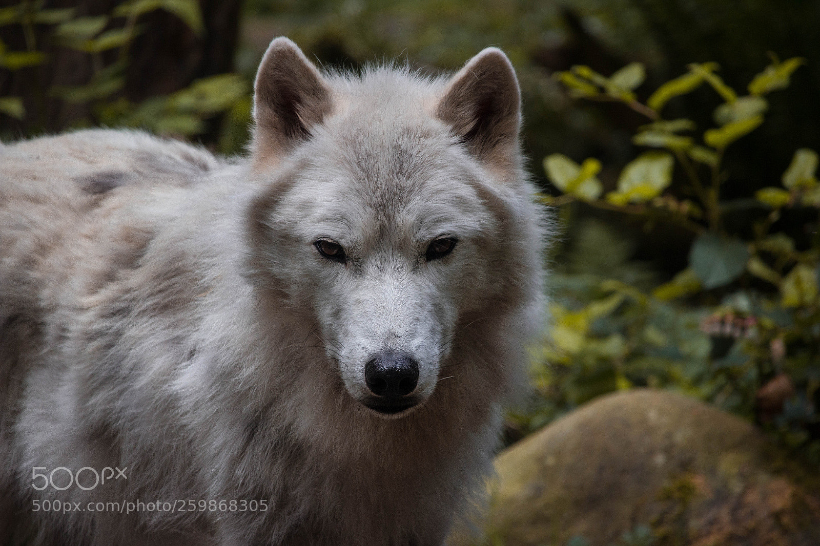 Canon EOS 1200D (EOS Rebel T5 / EOS Kiss X70 / EOS Hi) sample photo. Gray wolf photography
