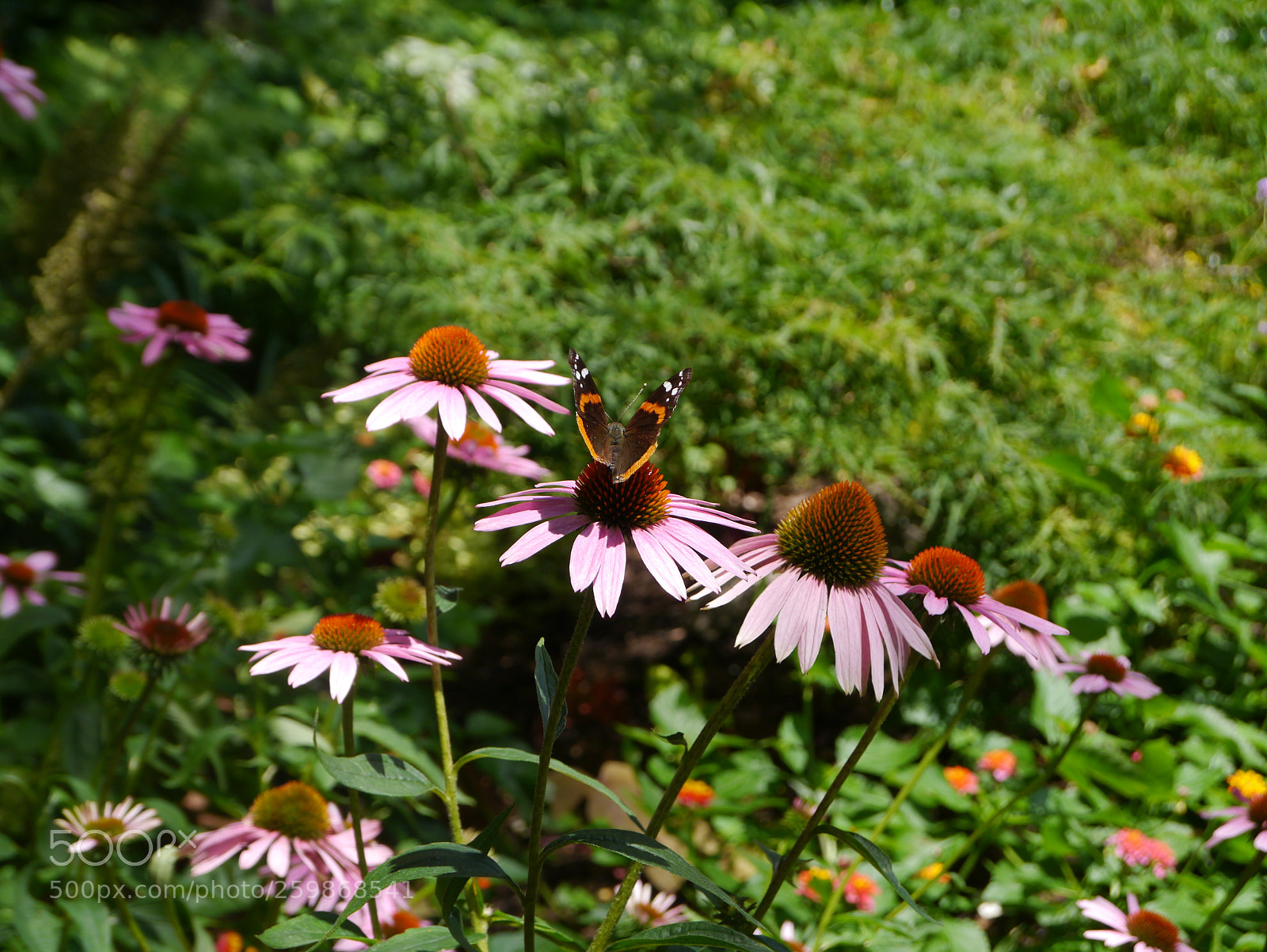 Panasonic Lumix DMC-G3 sample photo. Butterfly photography
