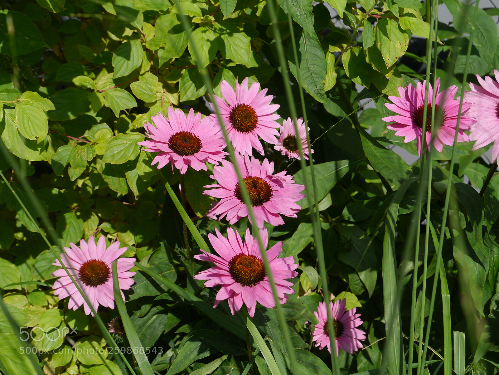 Panasonic Lumix DMC-G3 sample photo. Flowers photography