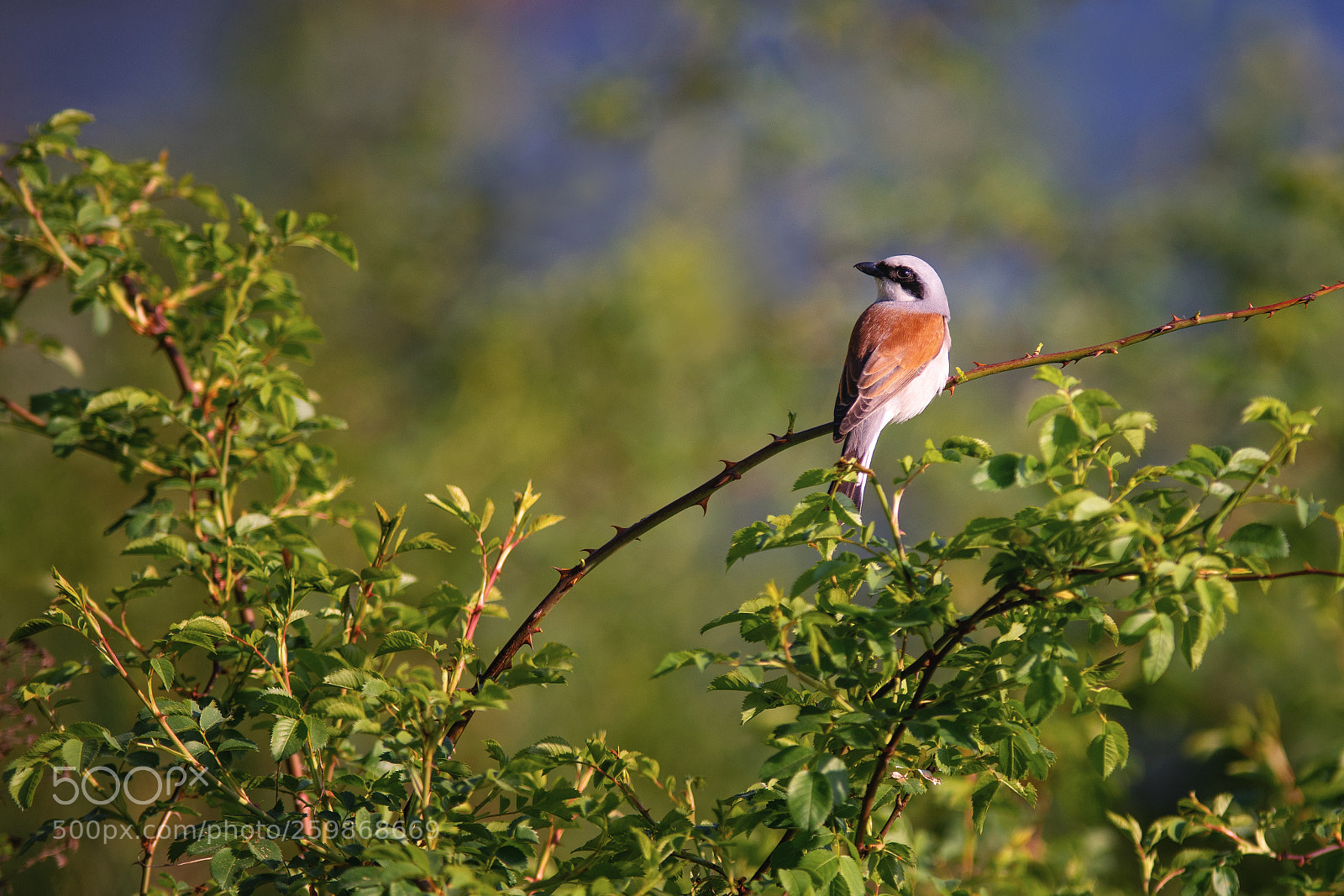 Nikon D500 sample photo. Red-backed shrike photography
