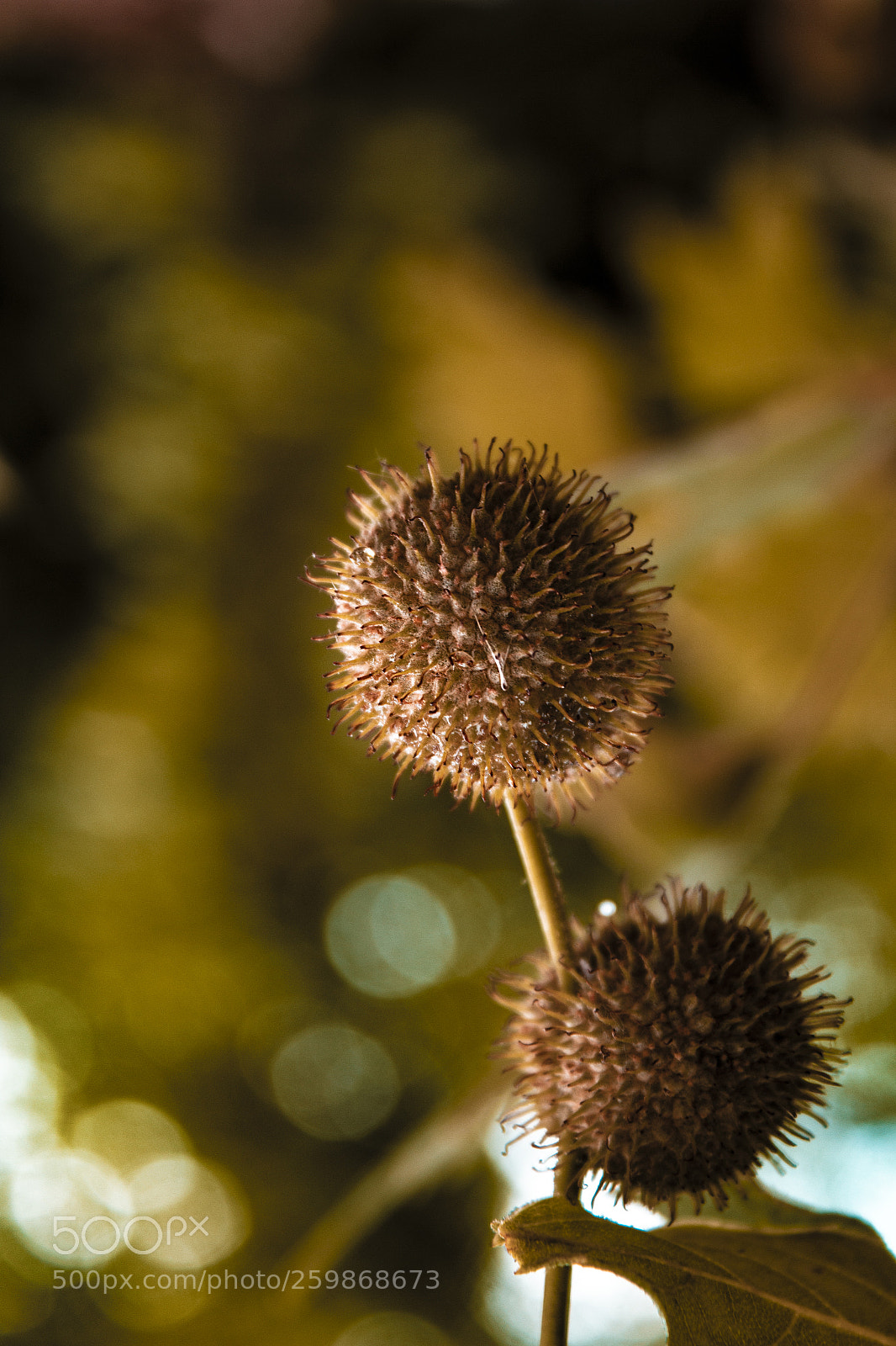 Canon EOS 600D (Rebel EOS T3i / EOS Kiss X5) sample photo. Bokeh photography