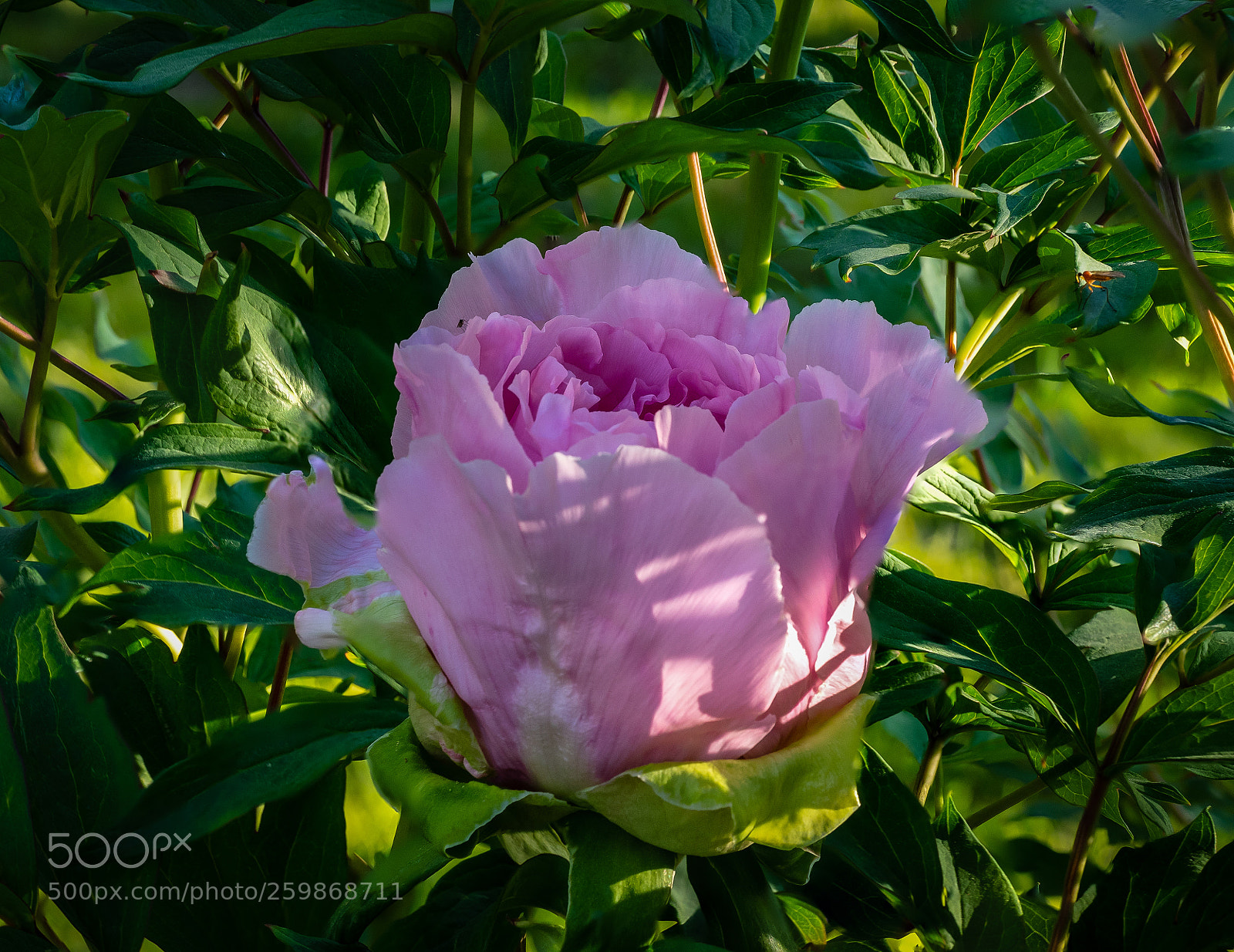 Olympus OM-D E-M1 sample photo. Peony photography