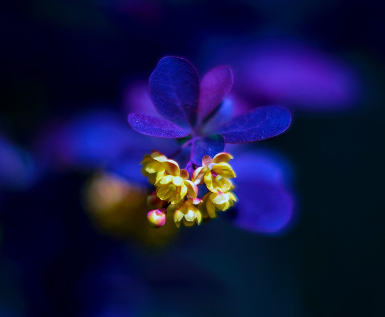 Leica SL (Typ 601) sample photo. Bloom photography