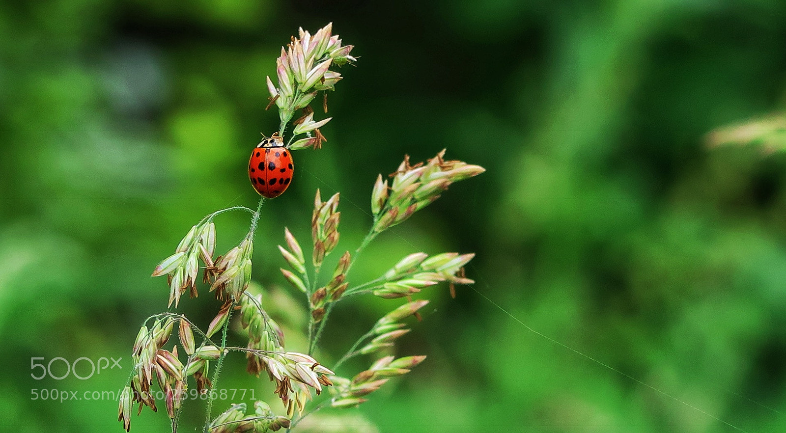 Canon PowerShot G7 X Mark II sample photo. Am wegesrand  photography